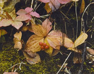 leaves and berries